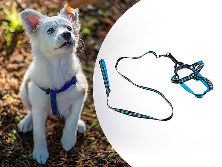 Arnés con Correa Animales Resistente Celeste 120 CM Importclick