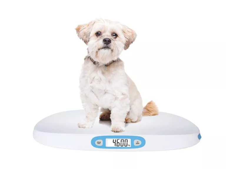 Balanza Digital Veterinaria EM02 blanca